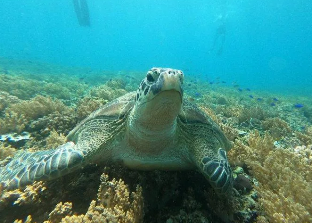 Snorkeling Gili Trawangan: Bertemu Langsung dengan Penyu Laut!